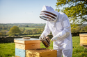 Bee Suits